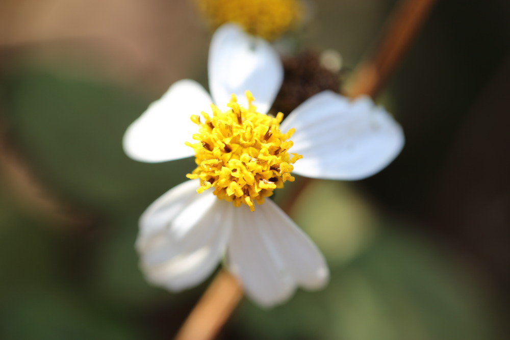 Lokation: Thailand | Chiang Mai | Chiang Dao | Ban Muang Ngai Kategorien: Blüte, Datum: 17.02.2016