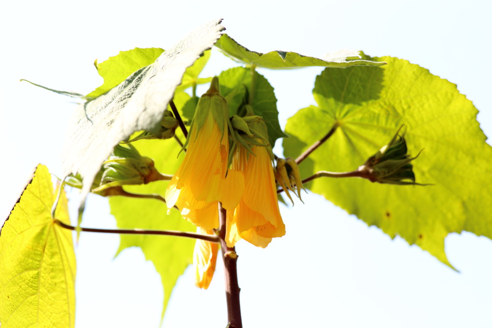 Lokation: Thailand | Chiang Mai | Chiang Dao | Ban Muang Ngai Kategorien: Habitus, Datum: 17.02.2016