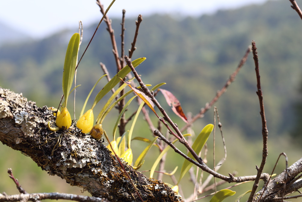 Lokation: Thailand | Chiang Mai | Fang | Ban Luang Kategorien: Habitus, Datum: 18.02.2016