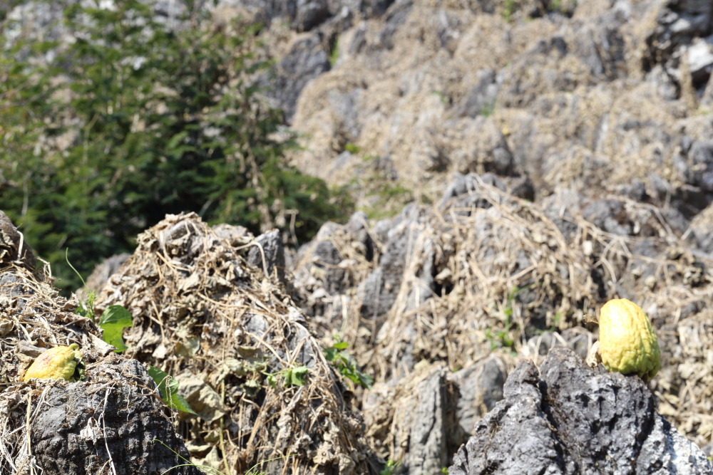 Lokation: Thailand | Chiang Mai | Fang | Ban Luang Kategorien: Permakultur, Datum: 18.02.2016