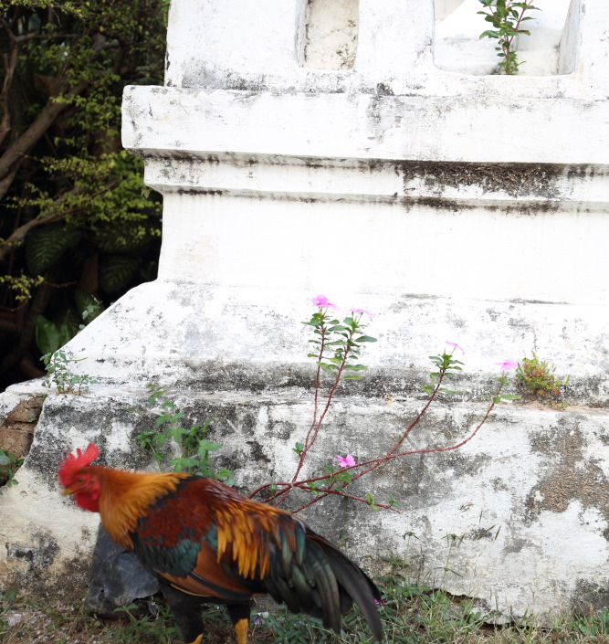 Lokation: Thailand | Lampang | Muang Lampang | Ban Wang Mo Phatthana Kategorien: Vögel, Tempel, Datum: 20.02.2016