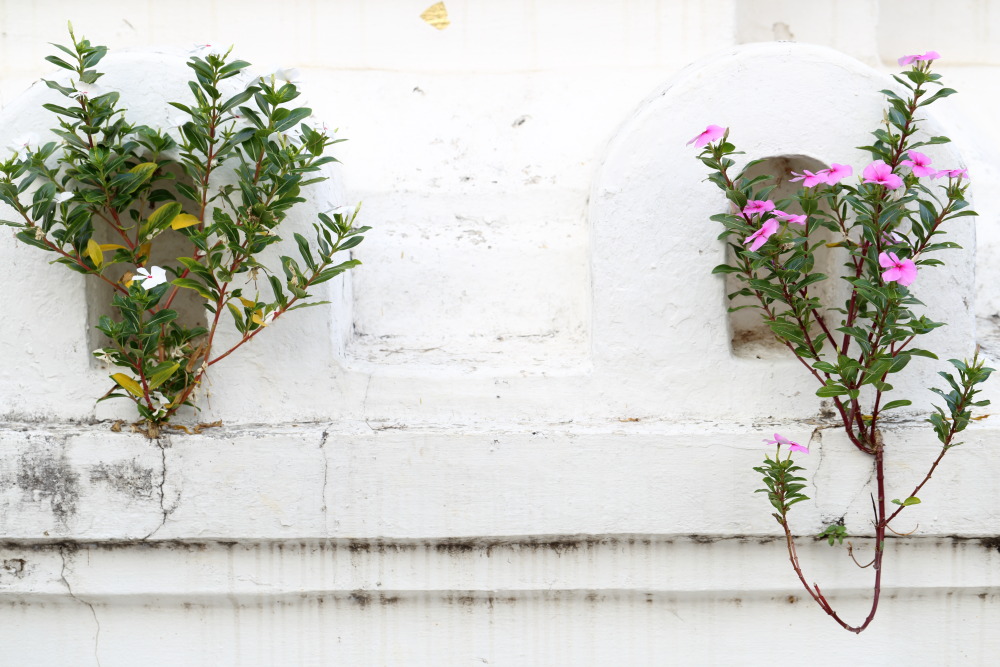 Lokation: Thailand | Lampang | Muang Lampang | Ban Wang Mo Phatthana Kategorien: Habitus, Tempel, Datum: 20.02.2016