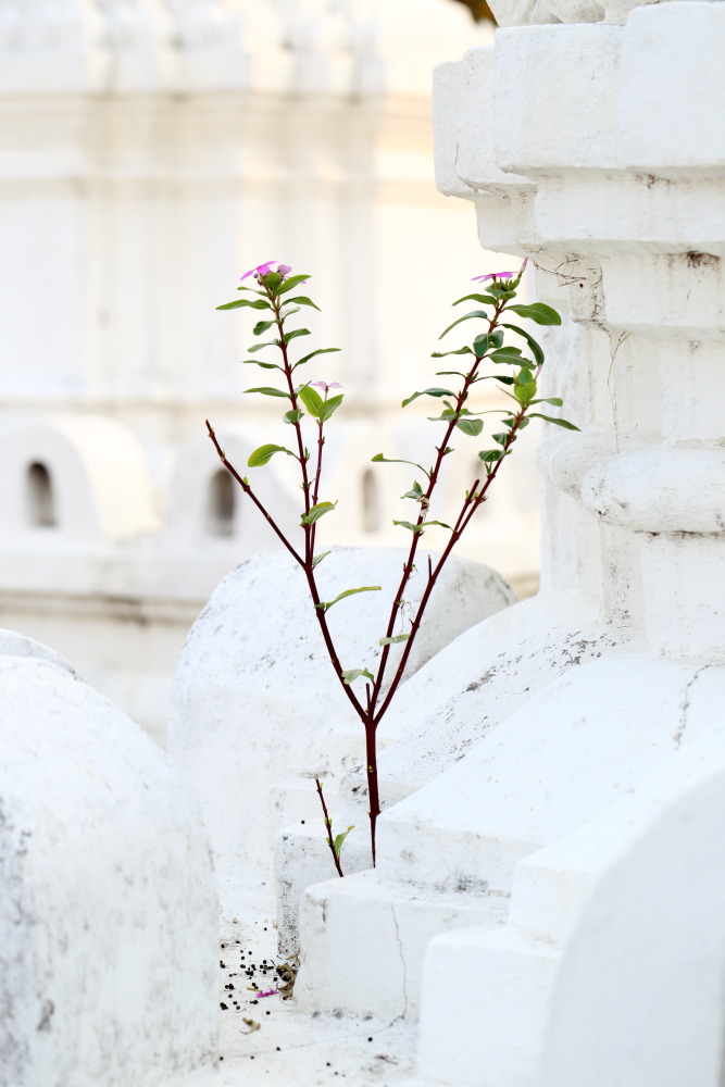 Lokation: Thailand | Lampang | Muang Lampang | Ban Wang Mo Phatthana Kategorien: Tempel, Datum: 20.02.2016