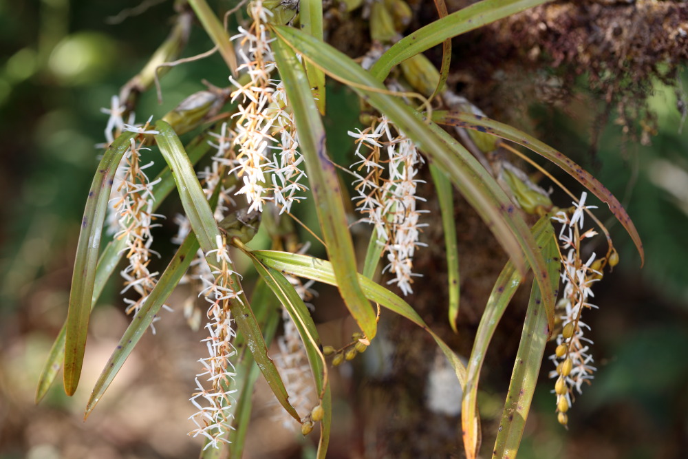 Otochilus fuscus (Ketten-Orchidee), Lokation: Thailand | Loei | Ban Lao Paen Kategorien: Blüte, Familie: Orchidaceae (Orchideen ), Datum: 21.02.2016