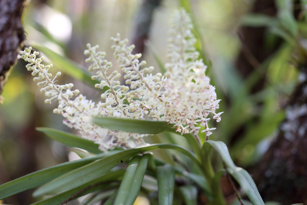 Eria paniculata (Silberwolken-Orchidee), Lokation: Thailand | Loei | Ban Lao Paen Kategorien: Habitus, Familie: Orchidaceae (Orchideen ), Datum: 21.02.2016