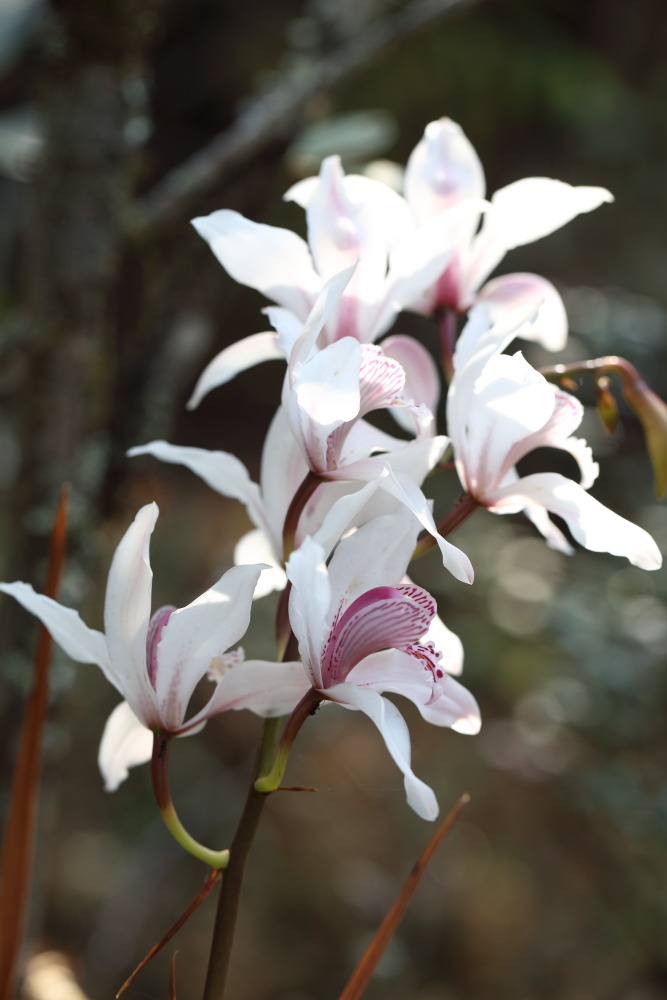 Cymbidium insigne, Lokation: Thailand | Loei | Ban Lao Paen Kategorien: Blüte, Familie: Orchidaceae (Orchideen ), Datum: 21.02.2016