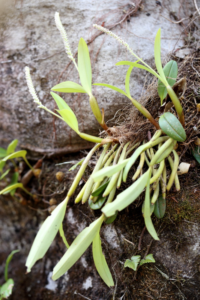 Eria siamensis (Tausendfüssler-Orchidee), Lokation: Thailand | Loei | Ban Lao Paen Kategorien: Blüte, Familie: Orchidaceae (Orchideen ), Datum: 21.02.2016