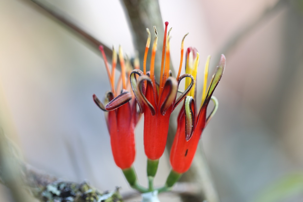 Macrosolen avenis, Lokation: Thailand | Loei | Ban Lao Paen Kategorien: Blüte, Familie: Loranthaceae (Mistelgewächse), Datum: 21.02.2016