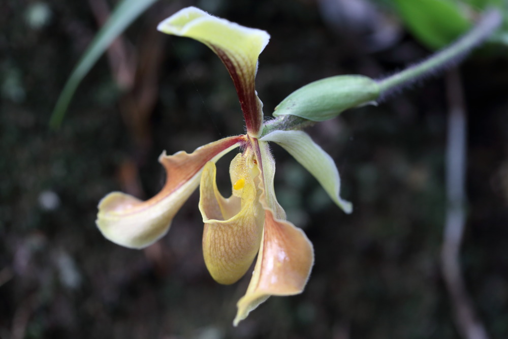 Paphiopedilum villosum (Frauenschuh), Lokation: Thailand | Loei | Ban Lao Paen Kategorien: Blüte, Familie: Orchidaceae (Orchideen ), Datum: 21.02.2016