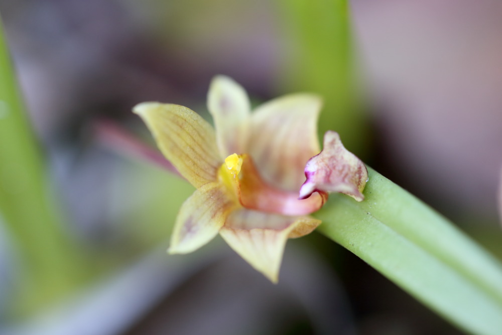 Lokation: Thailand | Loei | Ban Lao Kategorien: Blüte, Datum: 21.02.2016