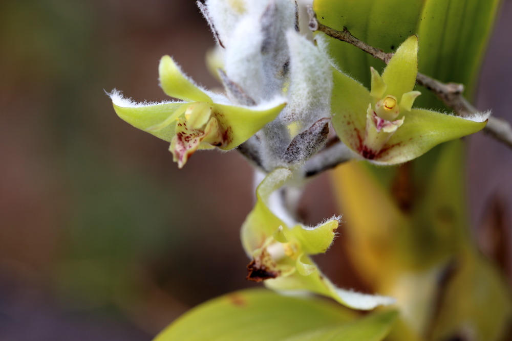 Eria lasiopetala, Lokation: Thailand | Loei | Ban Lao Paen Kategorien: Blüte, Familie: Orchidaceae (Orchideen ), Datum: 22.02.2016