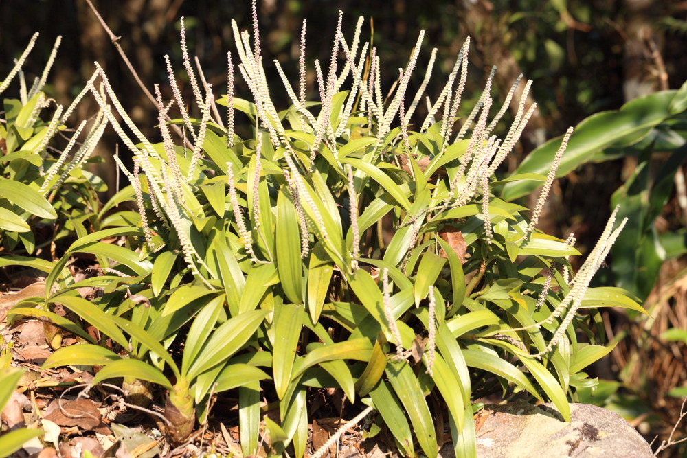 Eria siamensis (Tausendfüssler-Orchidee), Lokation: Thailand | Loei | Ban Lao Kategorien: Habitus, Familie: Orchidaceae (Orchideen ), Datum: 22.02.2016