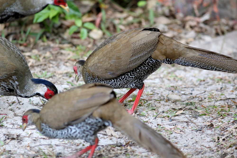 Lophura nycthemera (Silber-Fasan), Lokation: Thailand | Loei | Ban Lao Paen Kategorien: Vögel, Familie: Phasianidae (Fasanenartige), Datum: 23.02.2016