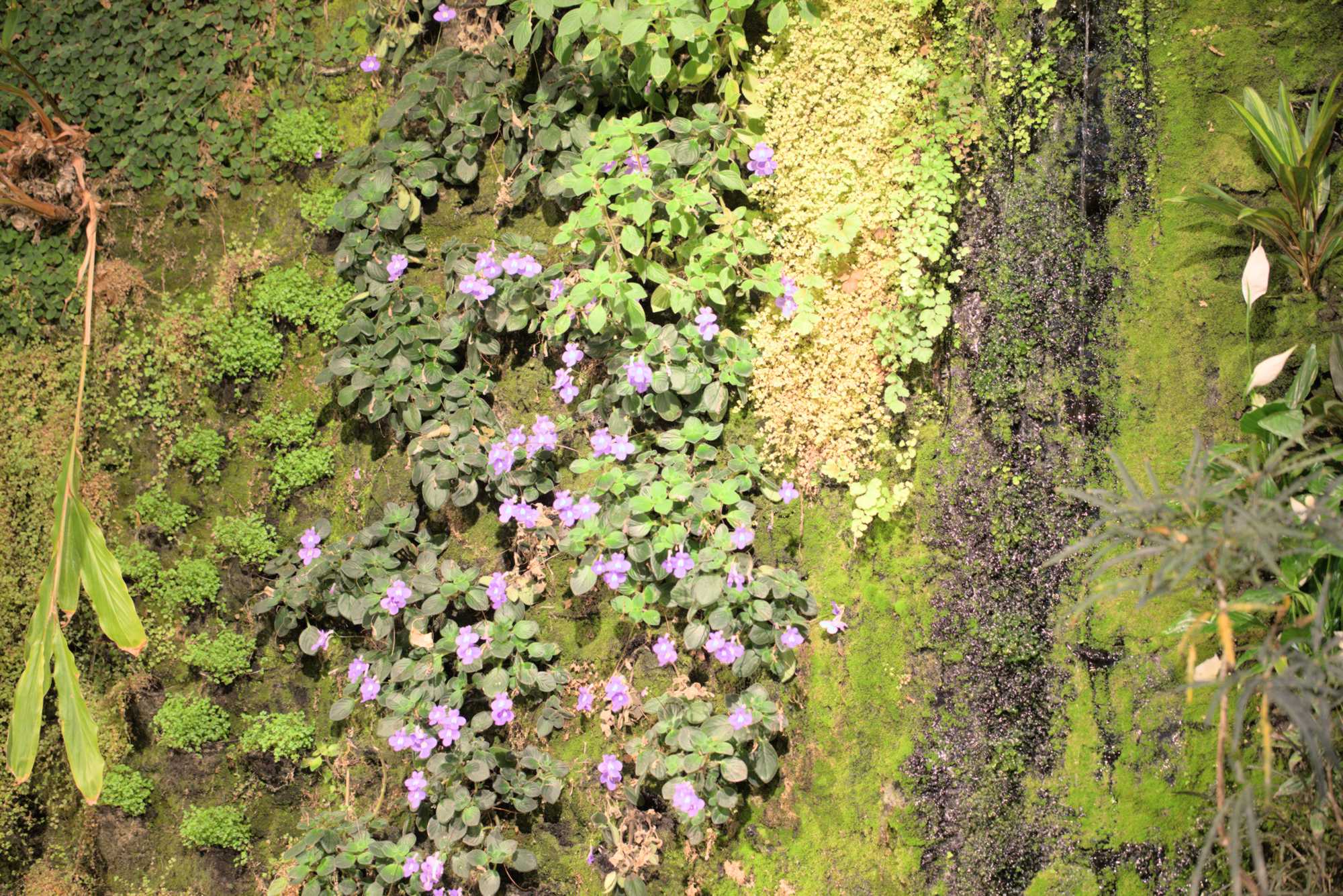 Lokation: Deutschland | Berlin | Mitte | KulturKaufhaus Kategorien: Pflanzenwand, Datum: 20.05.2017