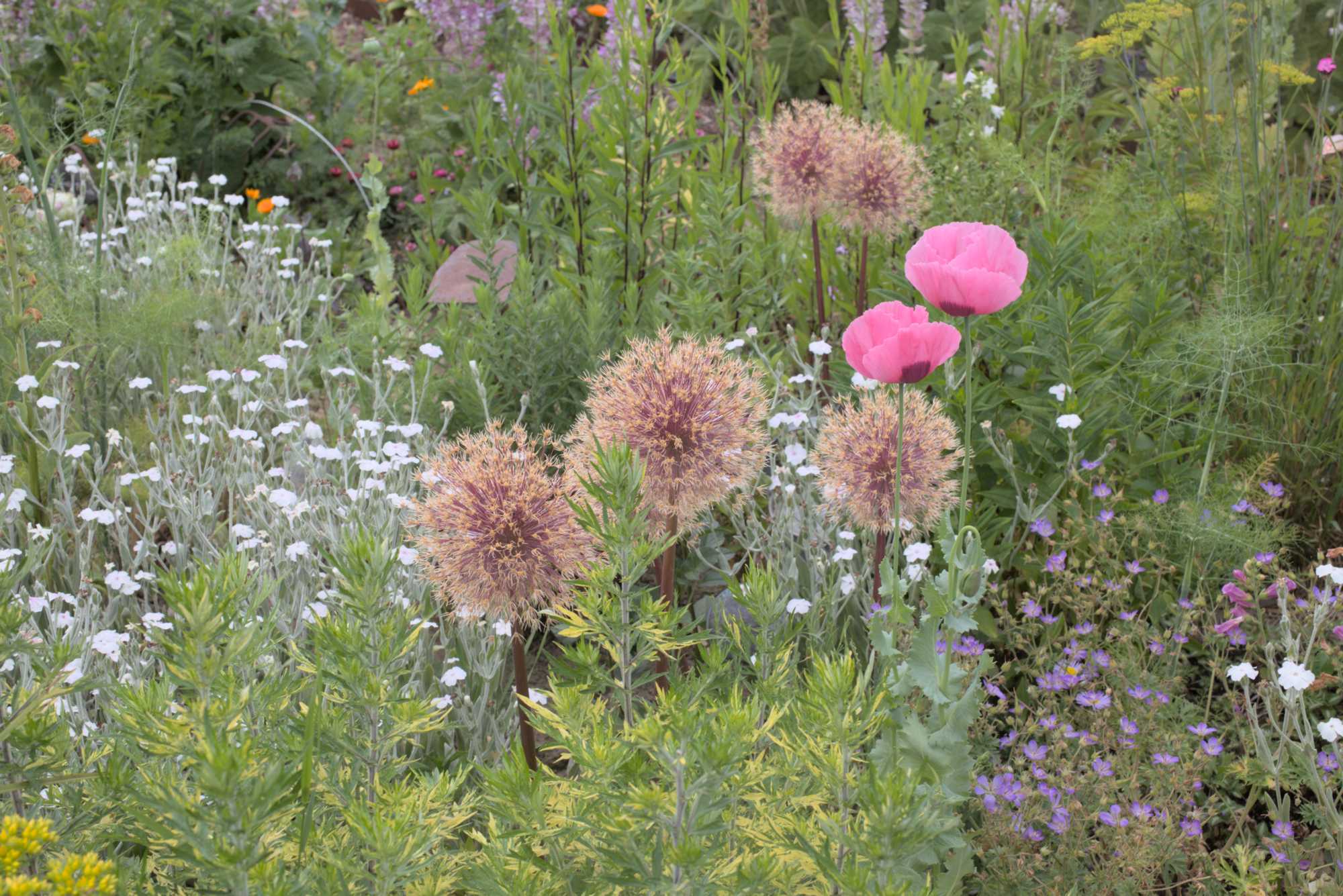 Lokation: Deutschland | Nordrhein-Westfalen | Heinsberg | Wassenberg Kategorien: Garten, Datum: 17.06.2017