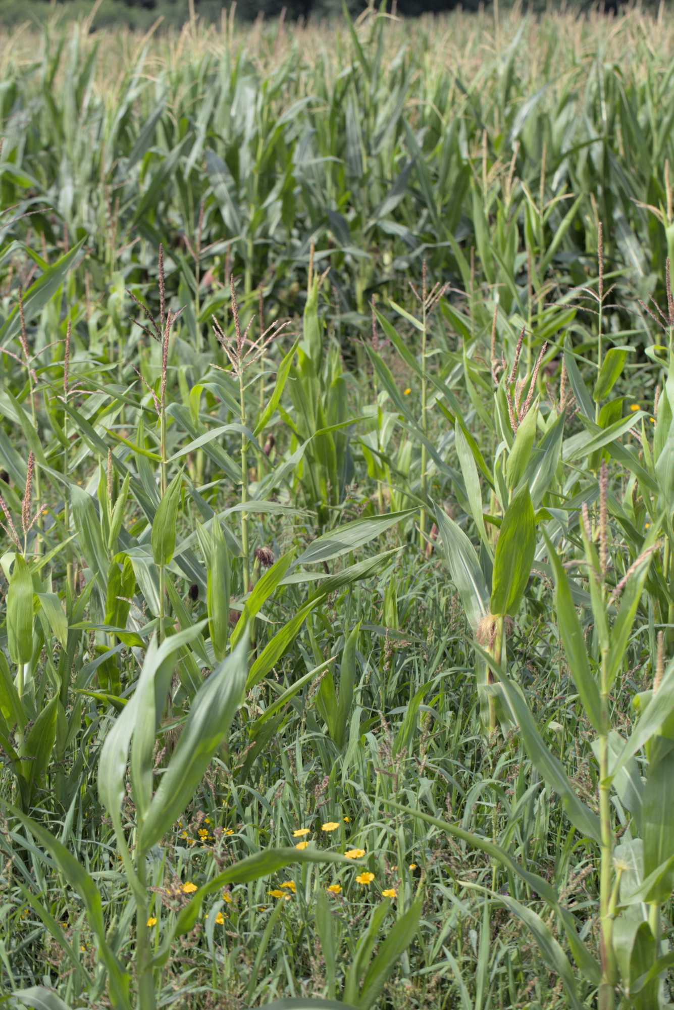 Lokation: Deutschland | Nordrhein-Westfalen | Heinsberg | Wassenberg Kategorien: Landwirtschaft, Datum: 26.07.2017