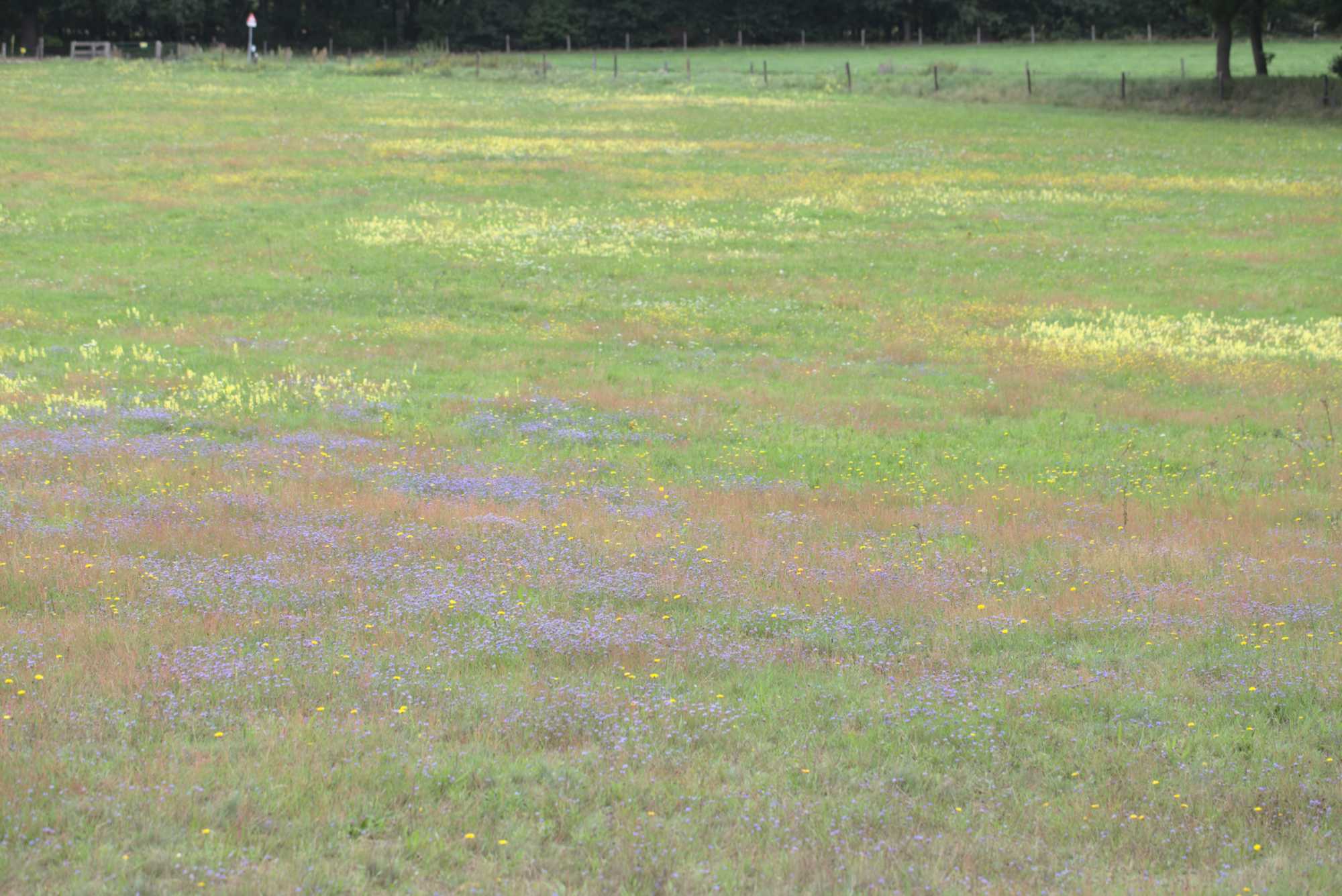 Lokation: Niederlande | Limburg | Roerdalen | Herkenbosch Kategorien: Wiese, Datum: 17.08.2017