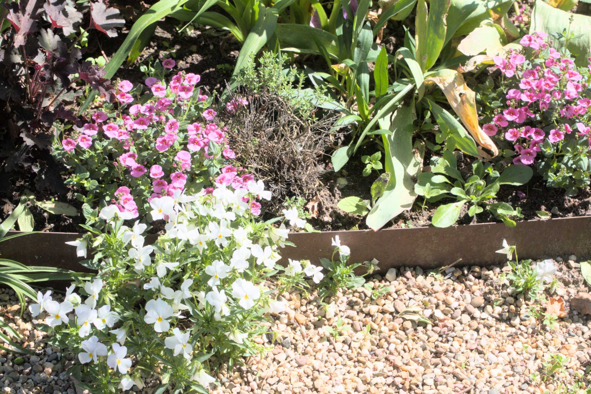 Lokation: Deutschland | Nordrhein-Westfalen | Heinsberg | Wassenberg Kategorien: Garten, Datum: 06.05.2018