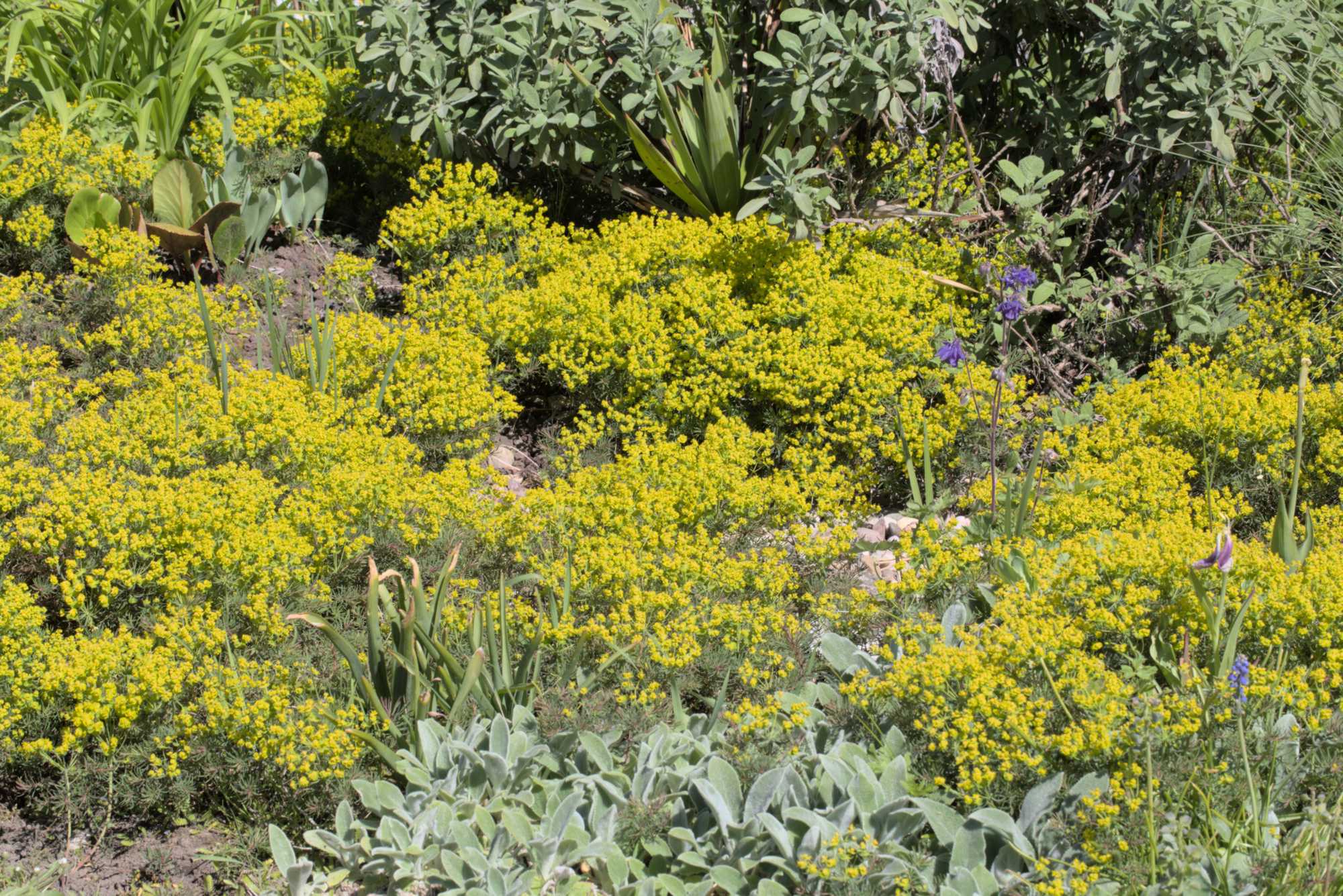 Lokation: Deutschland | Nordrhein-Westfalen | Heinsberg | Wassenberg Kategorien: Garten, Datum: 06.05.2018