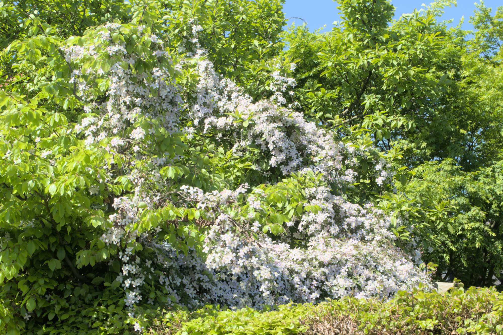 Lokation: Deutschland | Nordrhein-Westfalen | Heinsberg | Wassenberg Kategorien: Garten, Datum: 06.05.2018