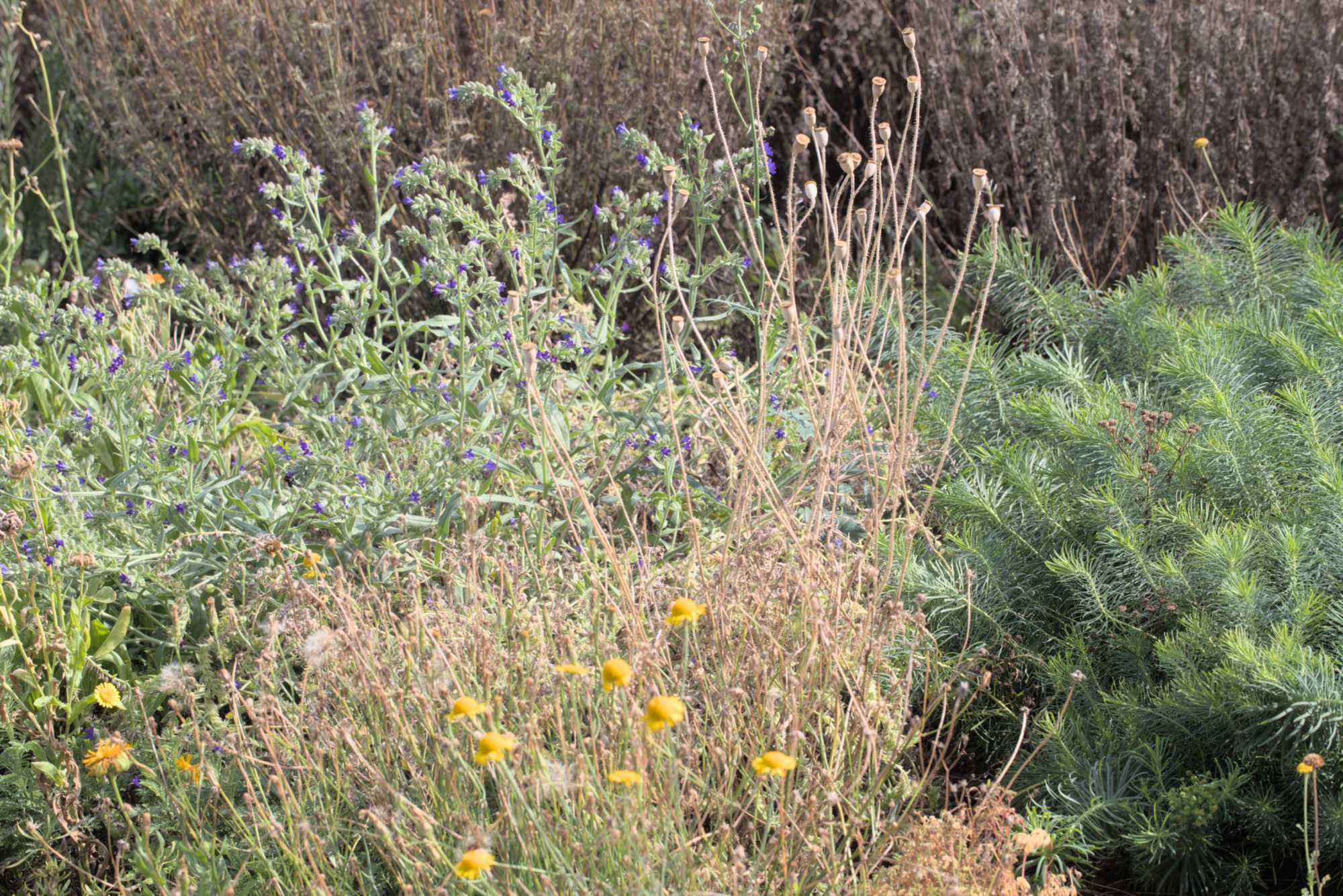 Lokation: Deutschland | Nordrhein-Westfalen | Heinsberg | Wassenberg Kategorien: Naturgarten, Magerbeet, Hortus rusticus, Landhausgarten, Datum: 16.08.2018