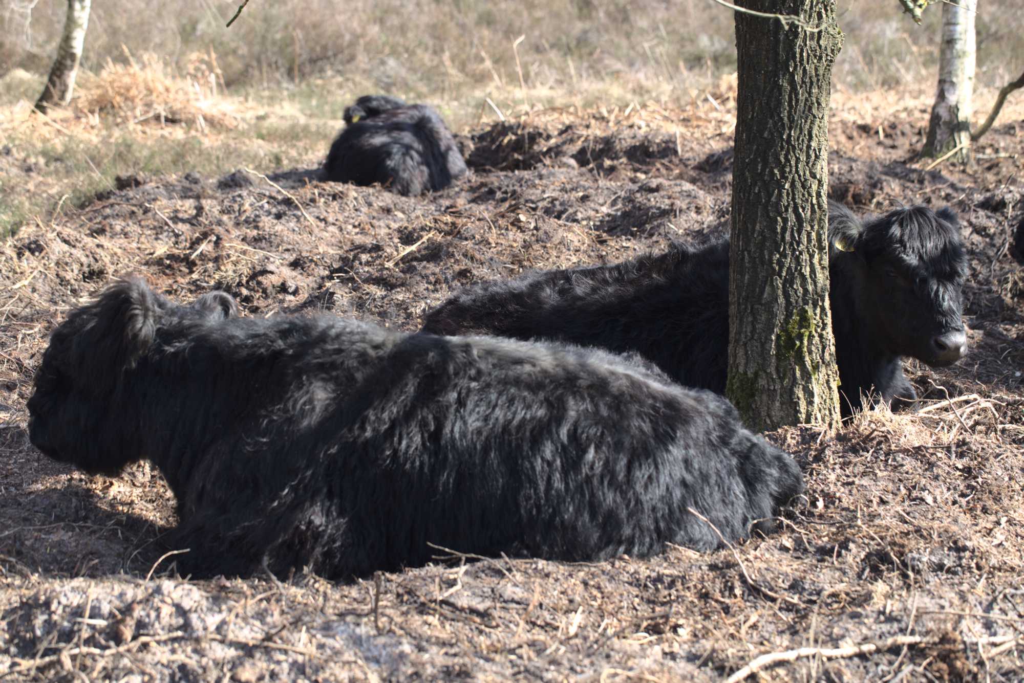 Lokation: Niederlande | Limburg | Roerdalen | Herkenbosch Kategorien: Beweidung, Datum: 17.03.2020
