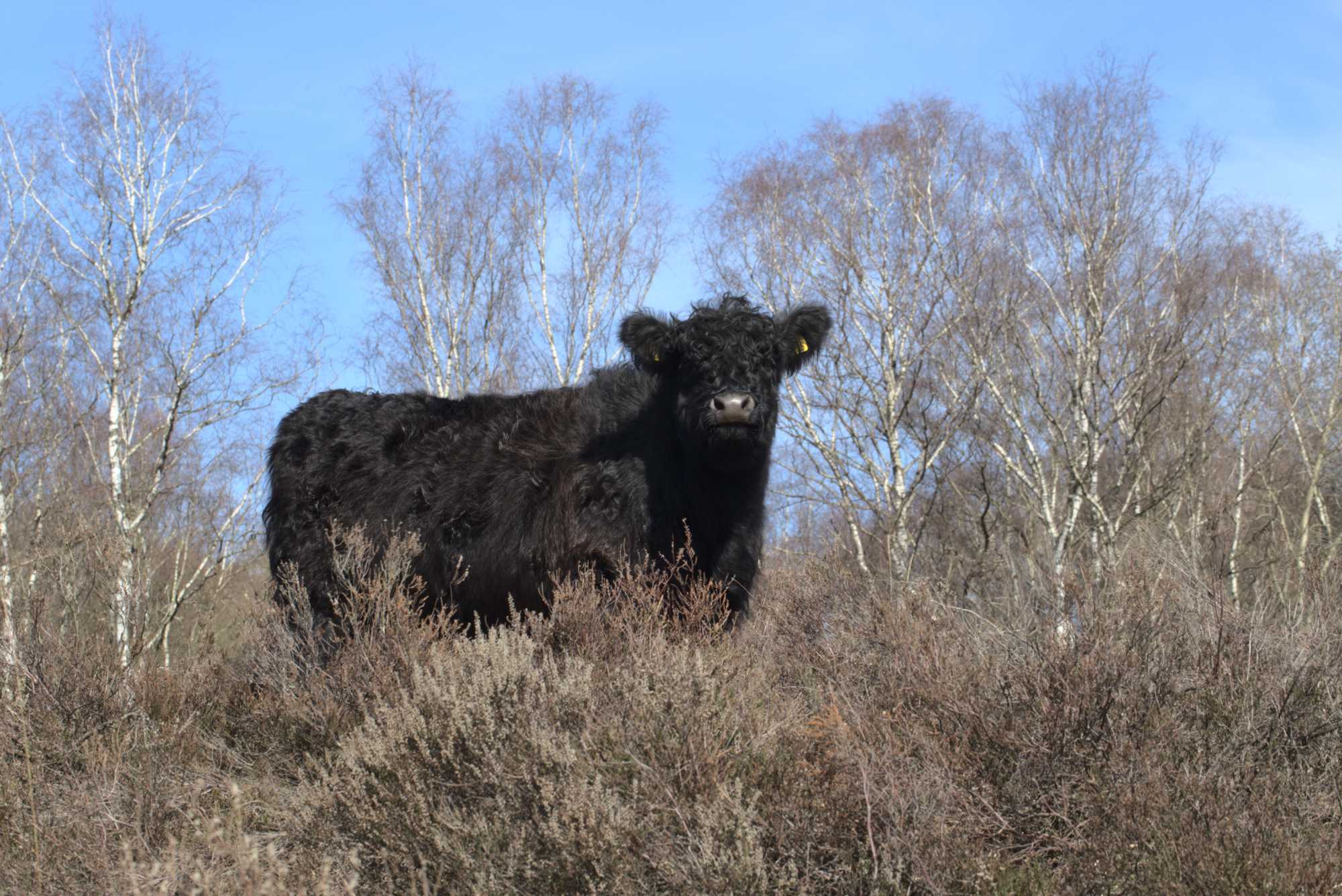 Lokation: Niederlande | Limburg | Roerdalen | Herkenbosch Kategorien: Beweidung, Datum: 17.03.2020