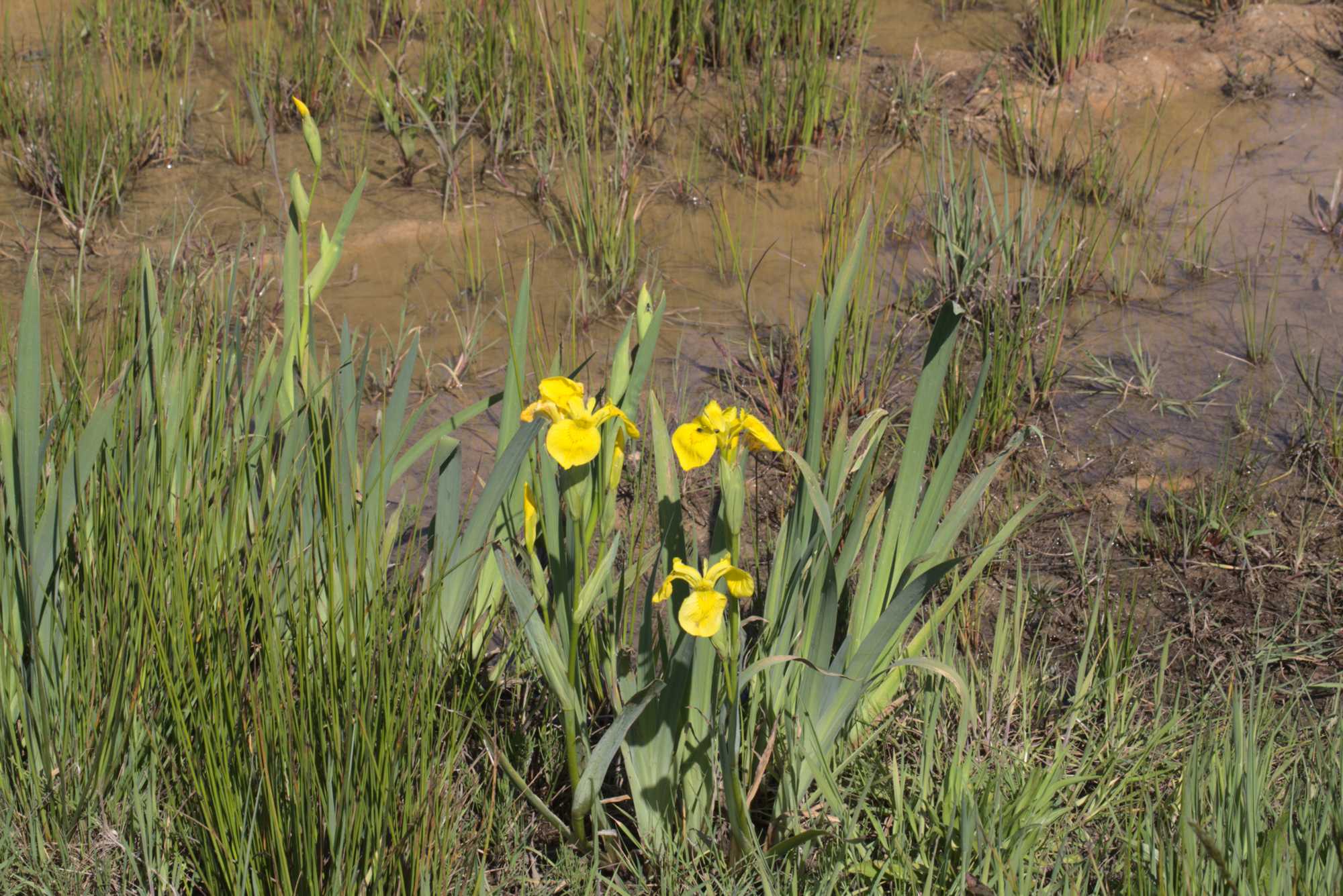 Lokation: Niederlande | Limburg | Roerdalen | Vlodrop Kategorien: Sumpf, Datum: 06.05.2020