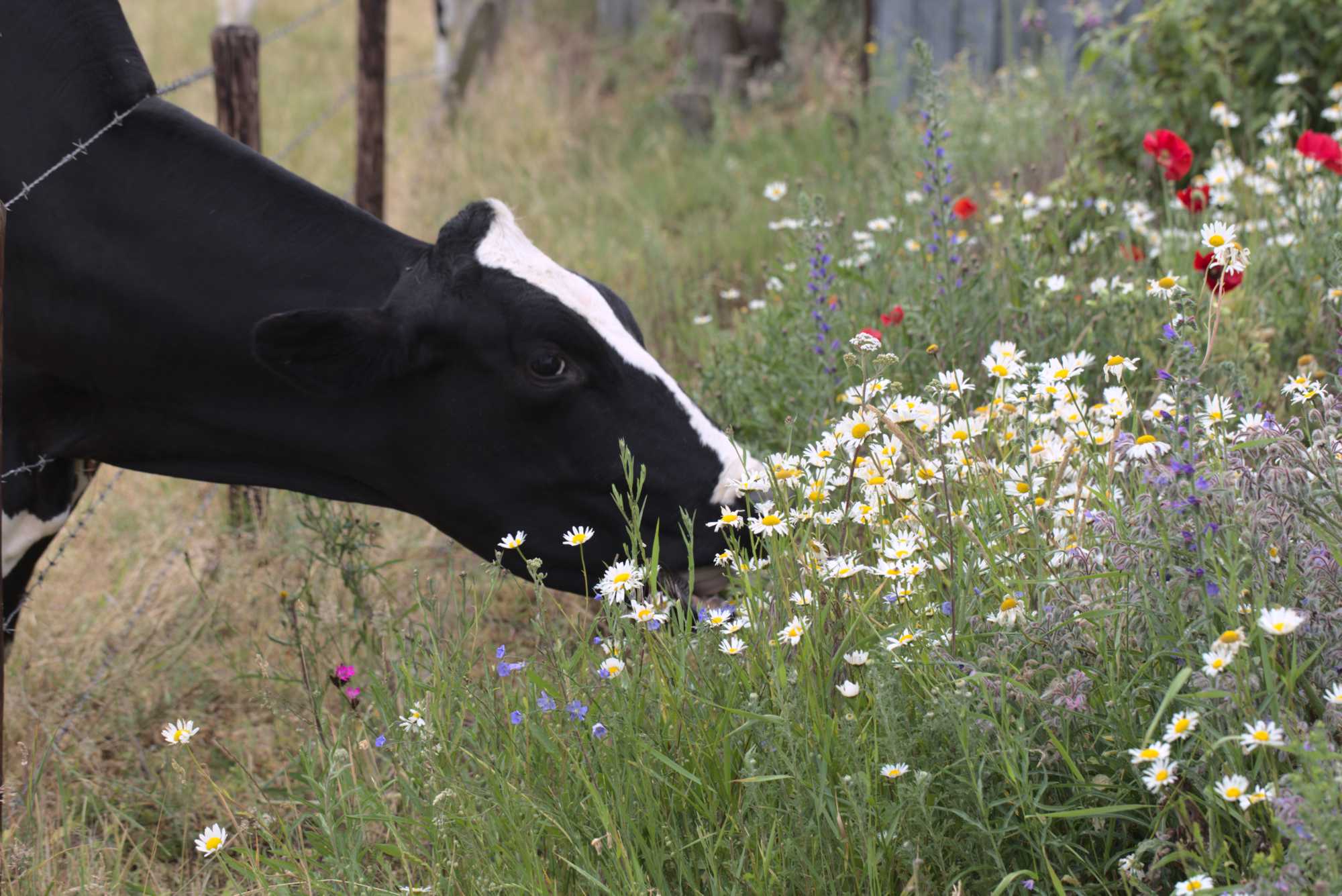 Lokation: Deutschland | Nordrhein-Westfalen | Heinsberg | Wassenberg Kategorien: Beweidung, Naturgarten, Magerbeet, Hortus rusticus, Landhausgarten, Datum: 05.06.2020