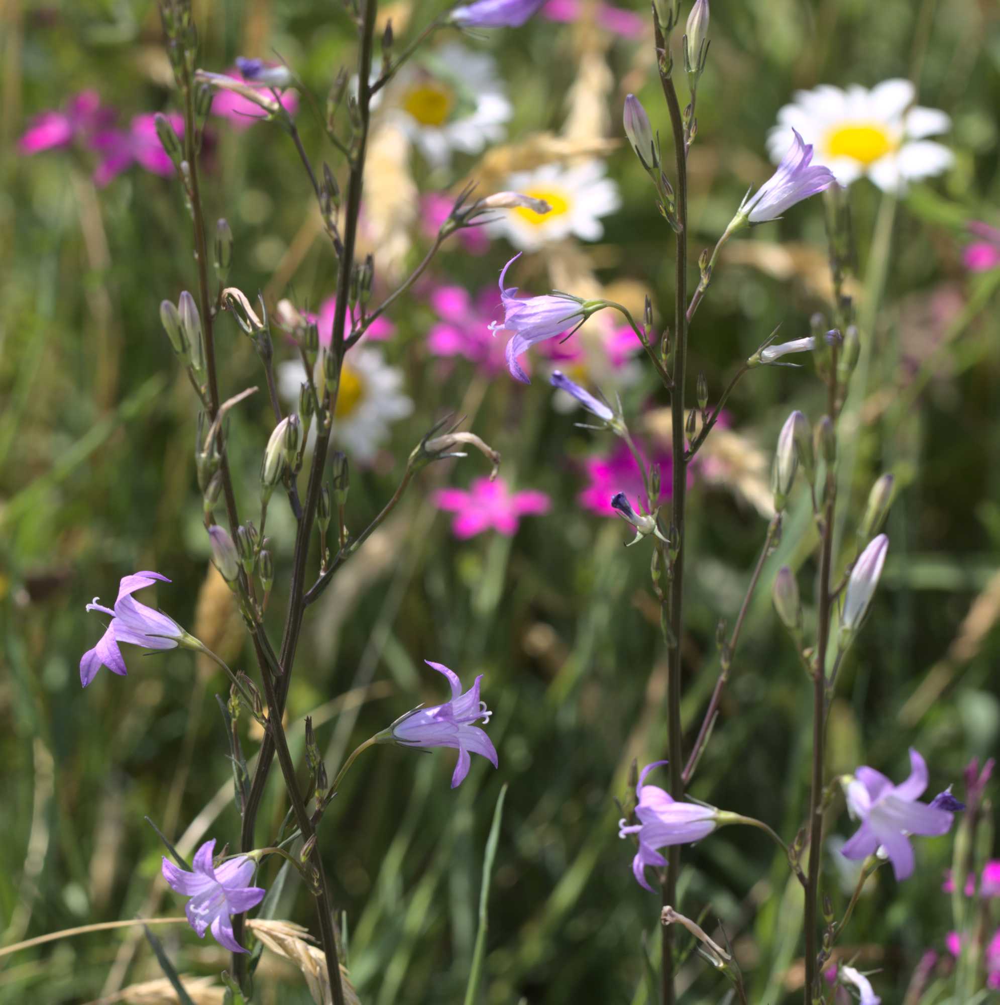 Lokation: Deutschland | Nordrhein-Westfalen | Heinsberg | Wassenberg Kategorien: Naturgarten, Wiese, Landhausgarten, Datum: 18.06.2020