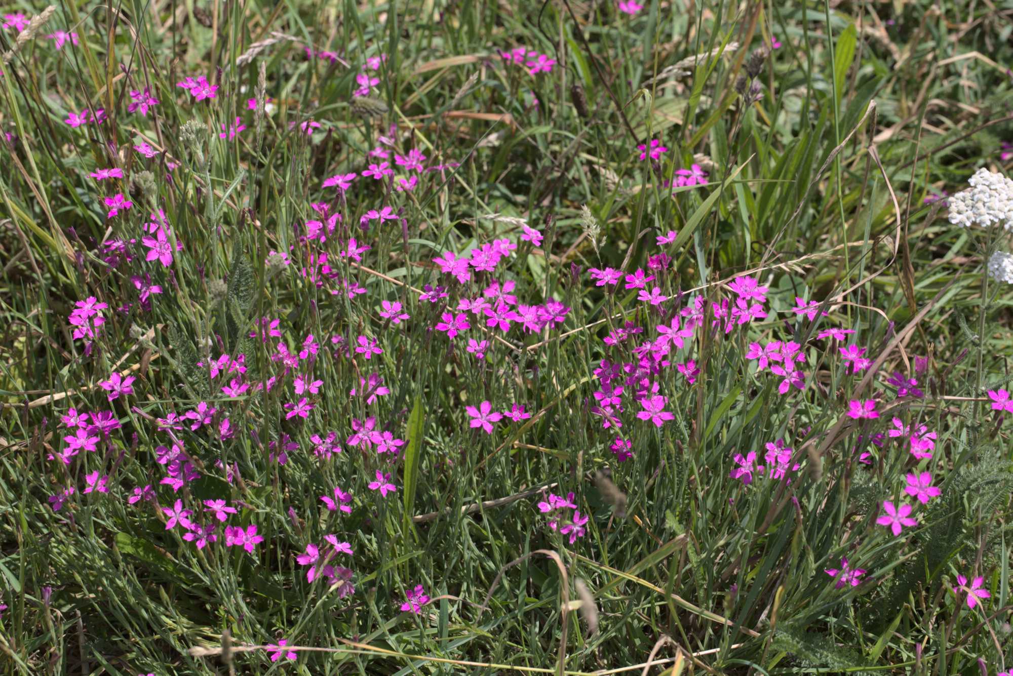 Lokation: Deutschland | Nordrhein-Westfalen | Heinsberg | Wassenberg Kategorien: Naturgarten, Wiese, Landhausgarten, Datum: 18.06.2020