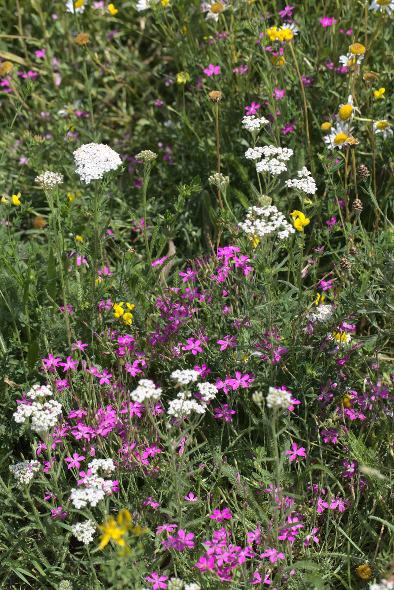 Lokation: Deutschland | Nordrhein-Westfalen | Heinsberg | Wassenberg Kategorien: Naturgarten, Wiese, Landhausgarten, Datum: 18.06.2020