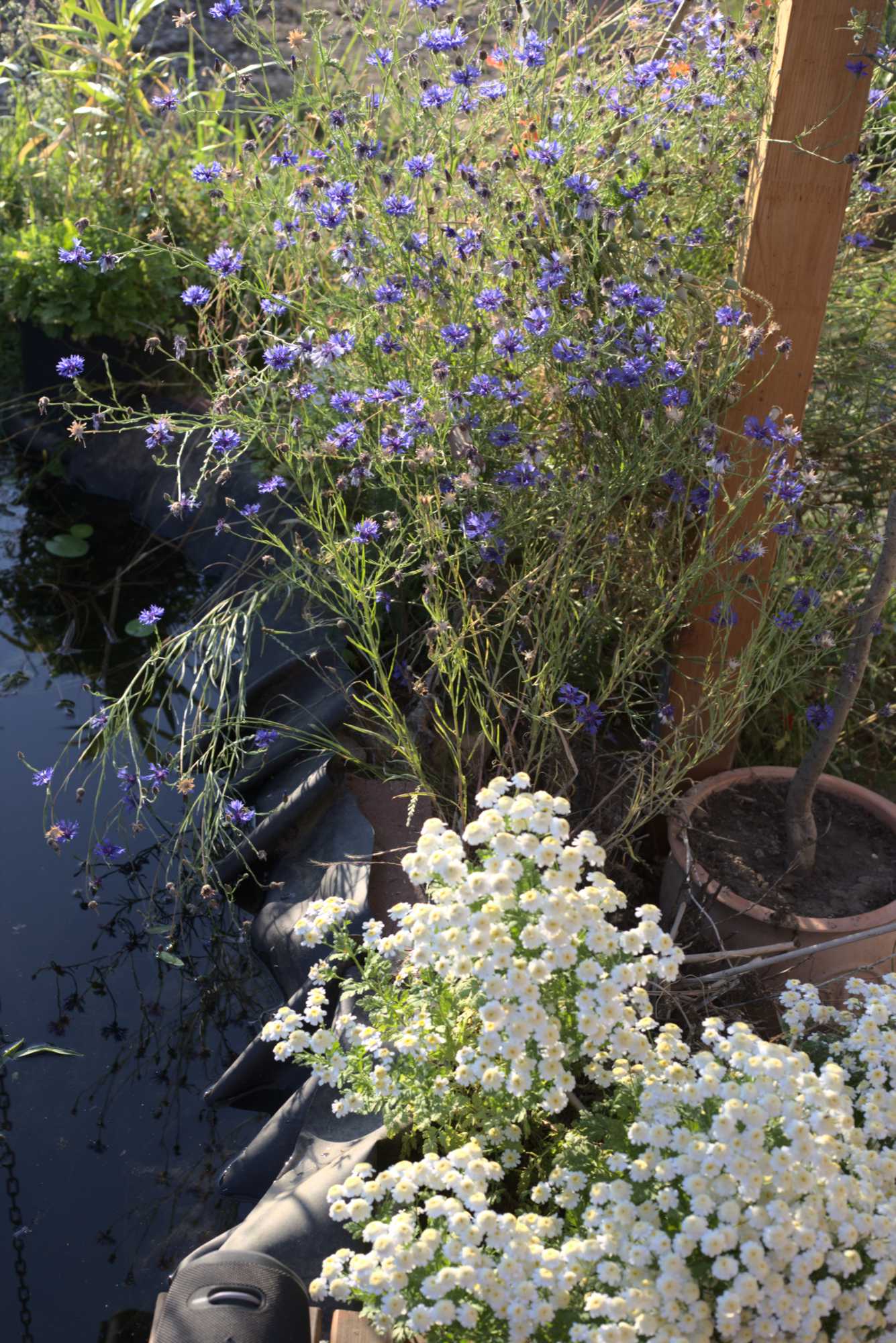 Lokation: Deutschland | Nordrhein-Westfalen | Heinsberg | Wassenberg Kategorien: Teich, Naturgarten, Hortus rusticus, Landhausgarten, Datum: 20.06.2020