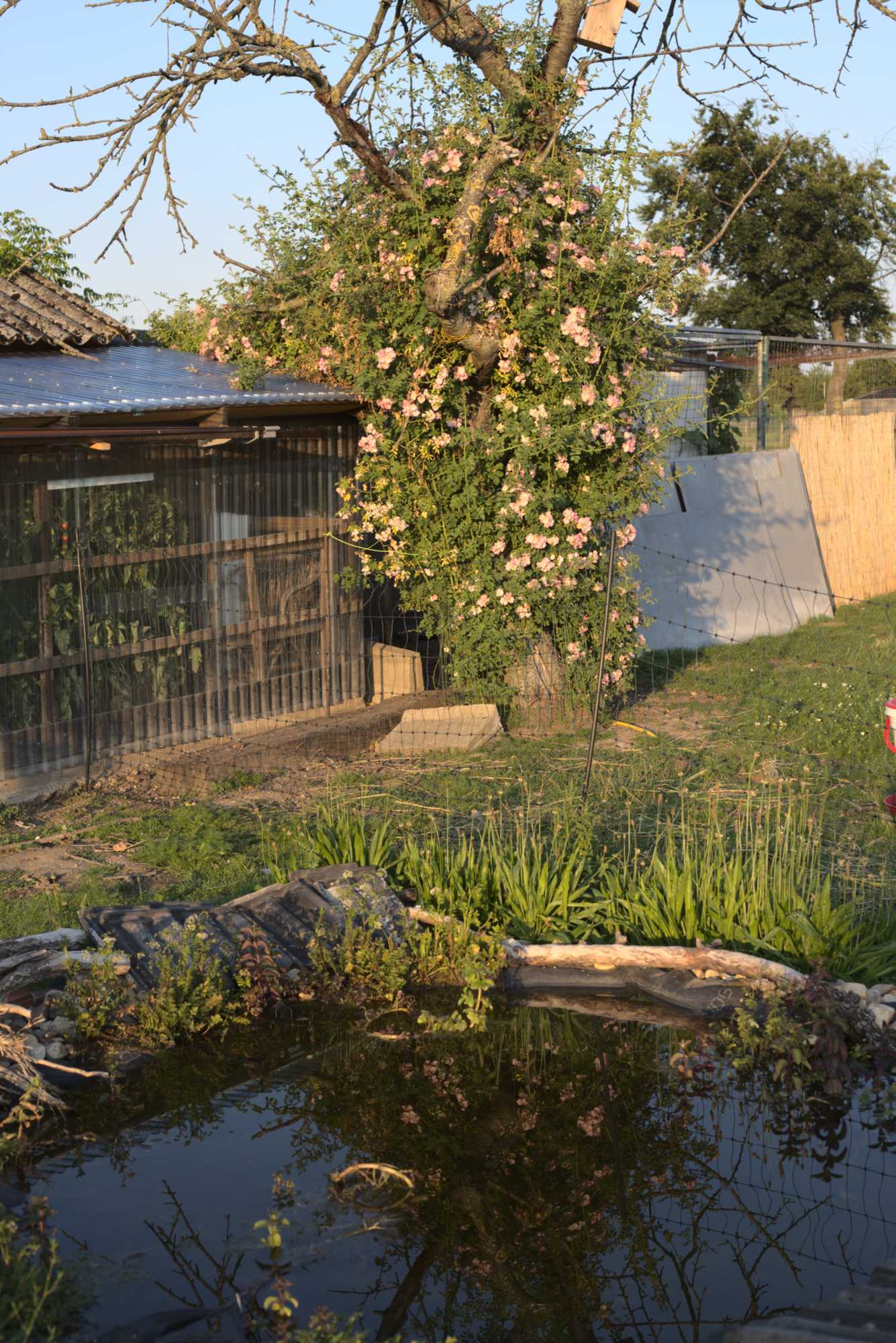 Lokation: Deutschland | Nordrhein-Westfalen | Heinsberg | Wassenberg Kategorien: Teich, Naturgarten, Hortus rusticus, Landhausgarten, Rosen, Datum: 20.06.2020