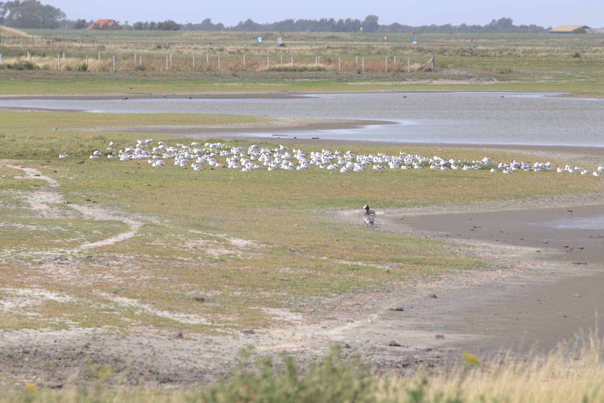 Lokation: Niederlande | Zeeland | Schouwen-Duiveland | Kerkwerve Kategorien: Vögel, Datum: 03.07.2020