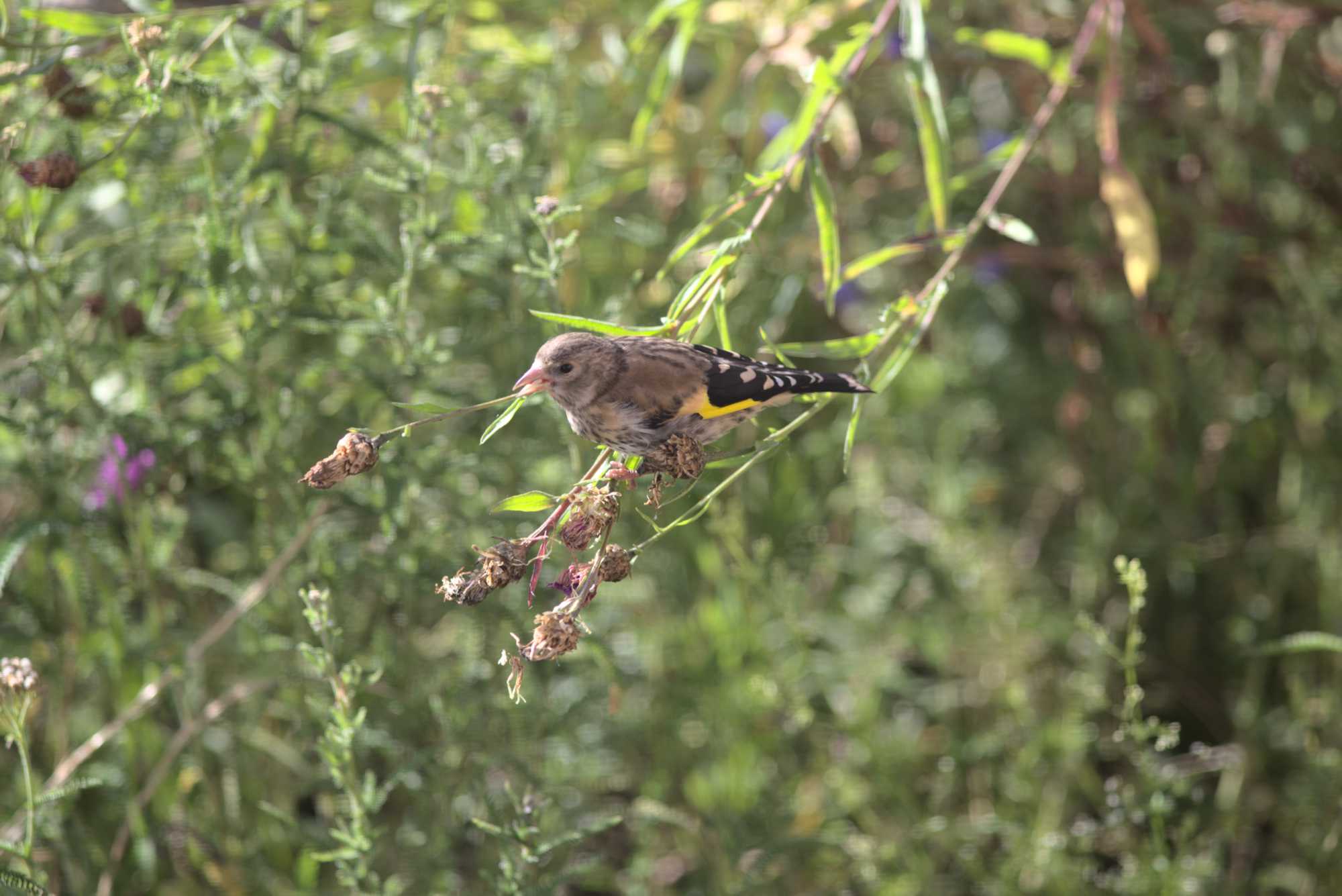 Lokation: Deutschland | Nordrhein-Westfalen | Heinsberg | Wassenberg Kategorien: Vögel, Datum: 11.07.2020