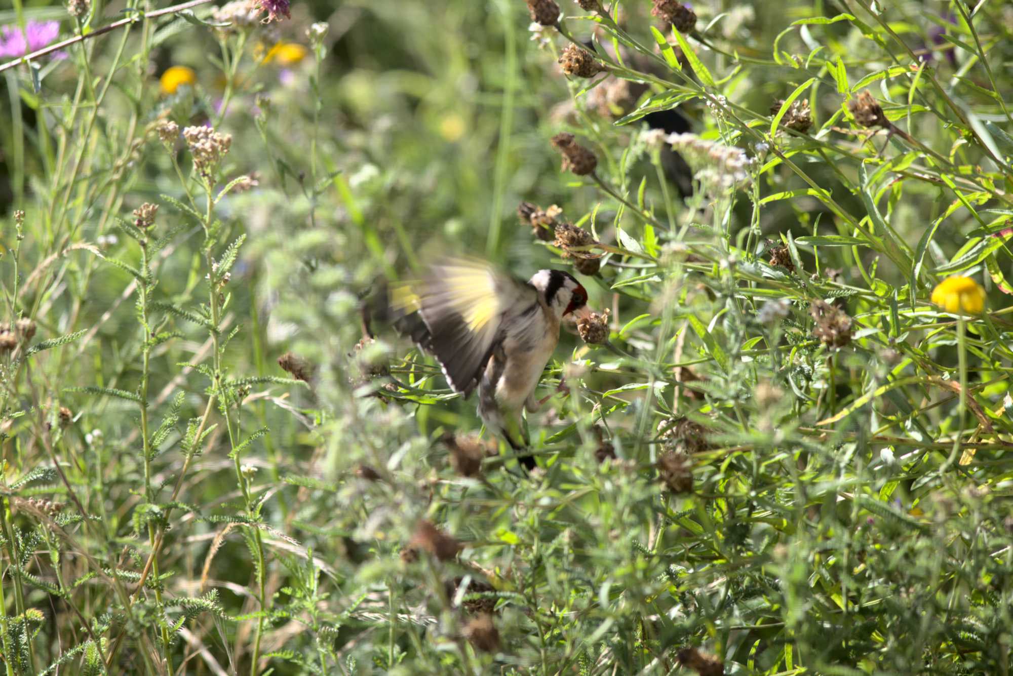 Lokation: Deutschland | Nordrhein-Westfalen | Heinsberg | Wassenberg Kategorien: Vögel, Datum: 11.07.2020