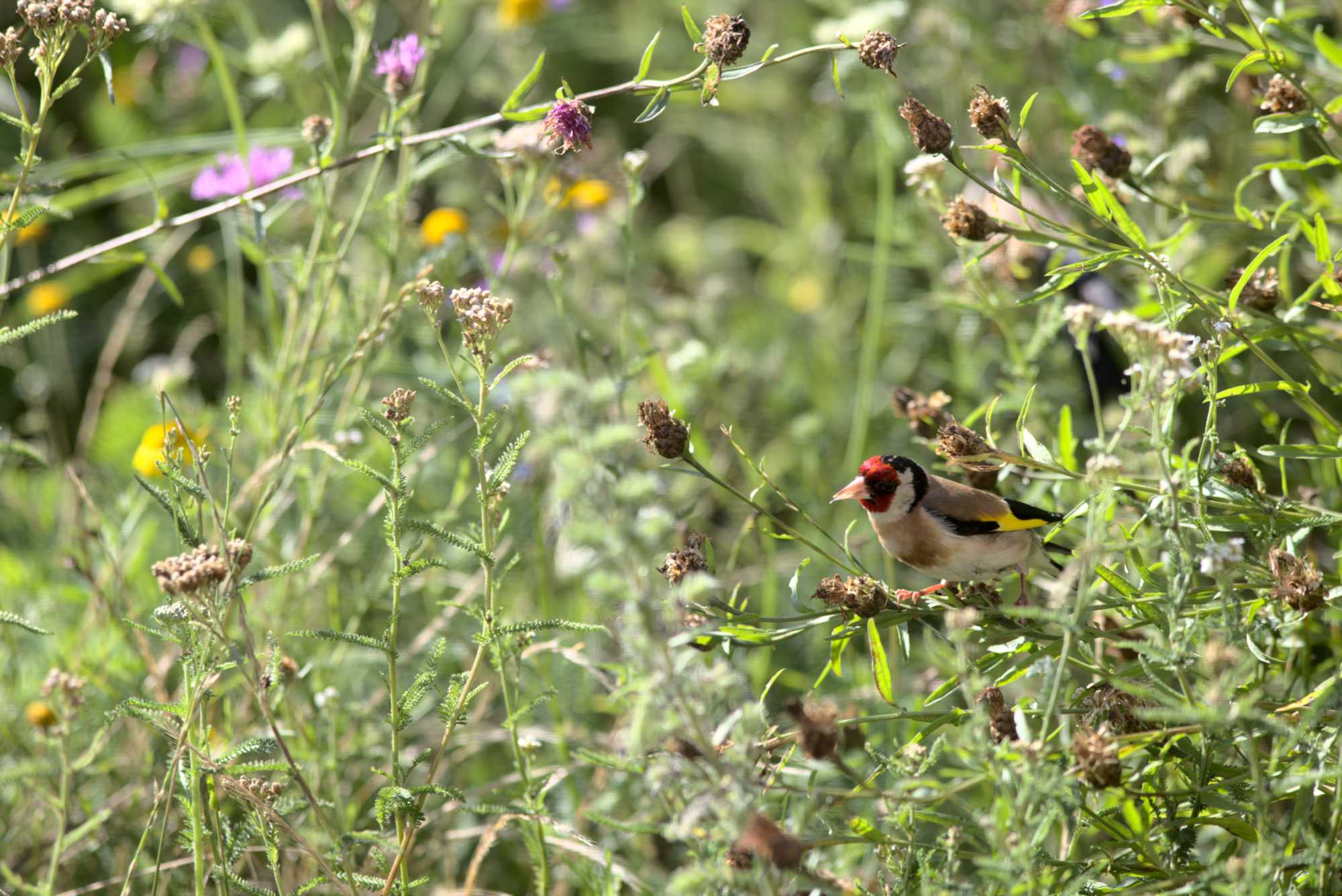 Lokation: Deutschland | Nordrhein-Westfalen | Heinsberg | Wassenberg Kategorien: Vögel, Datum: 11.07.2020
