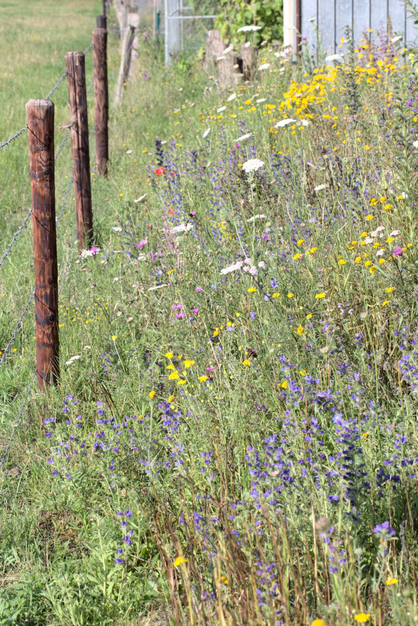 Lokation: Deutschland | Nordrhein-Westfalen | Heinsberg | Wassenberg Kategorien: Naturgarten, Magerbeet, Hortus rusticus, Landhausgarten, Datum: 11.07.2020