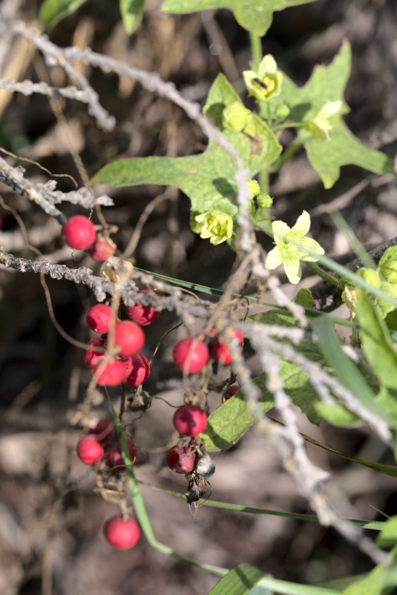 Lokation: Deutschland | Nordrhein-Westfalen | Heinsberg | Wassenberg Kategorien: Kletterpflanzen, Datum: 11.07.2020