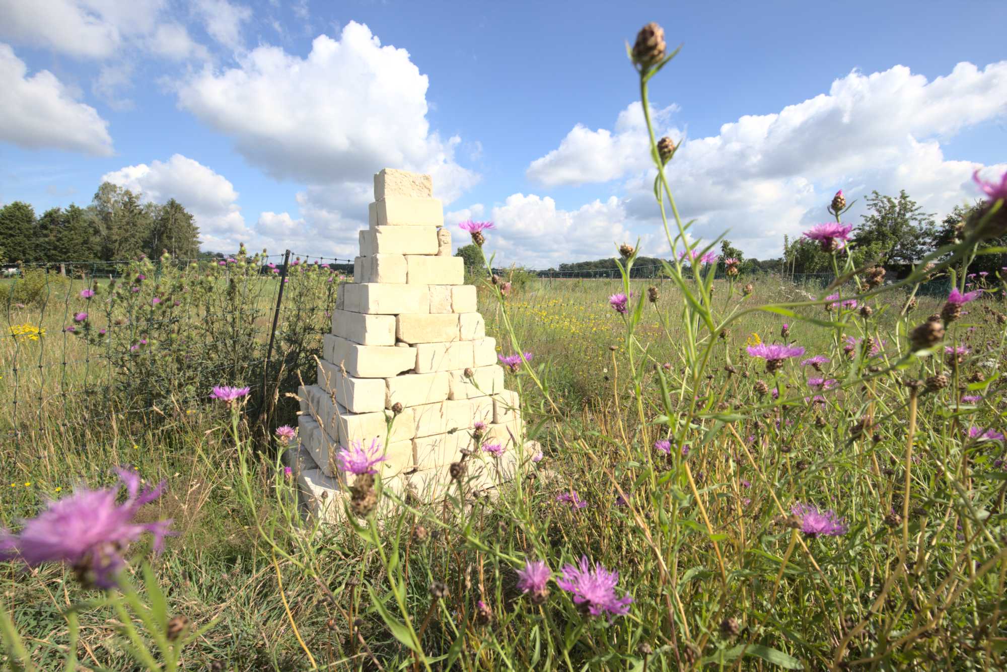 Lokation: Deutschland | Nordrhein-Westfalen | Heinsberg | Wassenberg Kategorien: Wiese, Datum: 11.07.2020