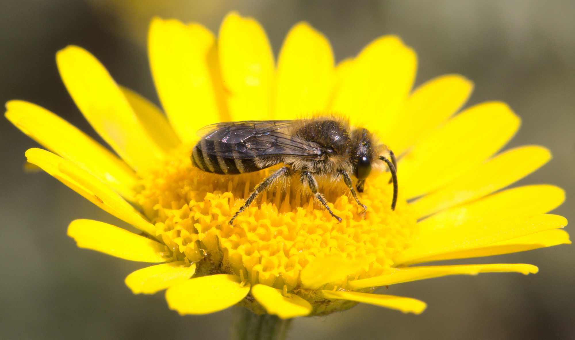 Colletes daviesanus/fodiens/similis (Colletes daviesanus/fodiens/similis), Lokation: Deutschland | Nordrhein-Westfalen | Heinsberg | Wassenberg Kategorien: Bienen, Hortus rusticus, Familie: Colletidae (Kropfbienen), Datum: 12.07.2020