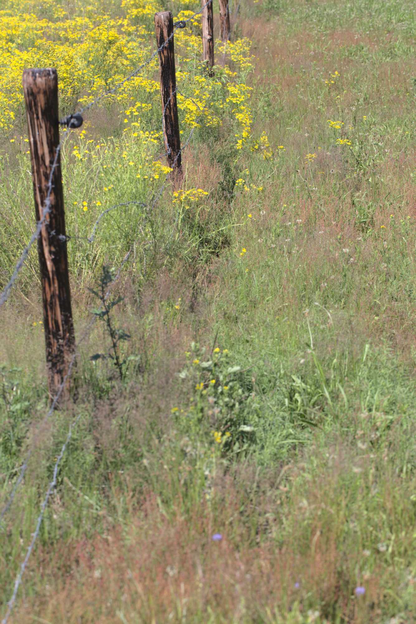 Lokation: Niederlande | Limburg | Roerdalen | Herkenbosch Kategorien: Wiese, Datum: 13.07.2020