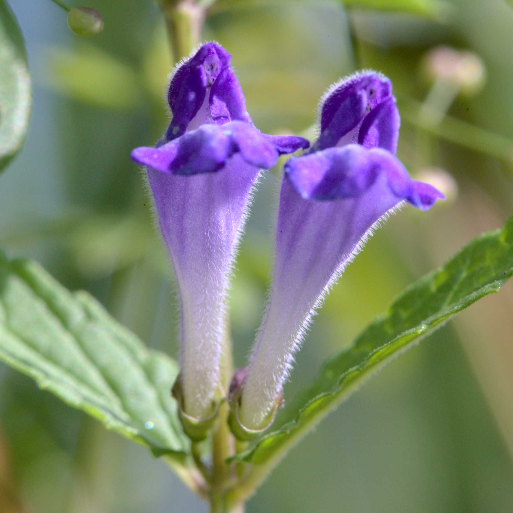 Lokation: Deutschland | Nordrhein-Westfalen | Heinsberg | Wassenberg Kategorien: Blüte, Hortus rusticus, Datum: 18.07.2020
