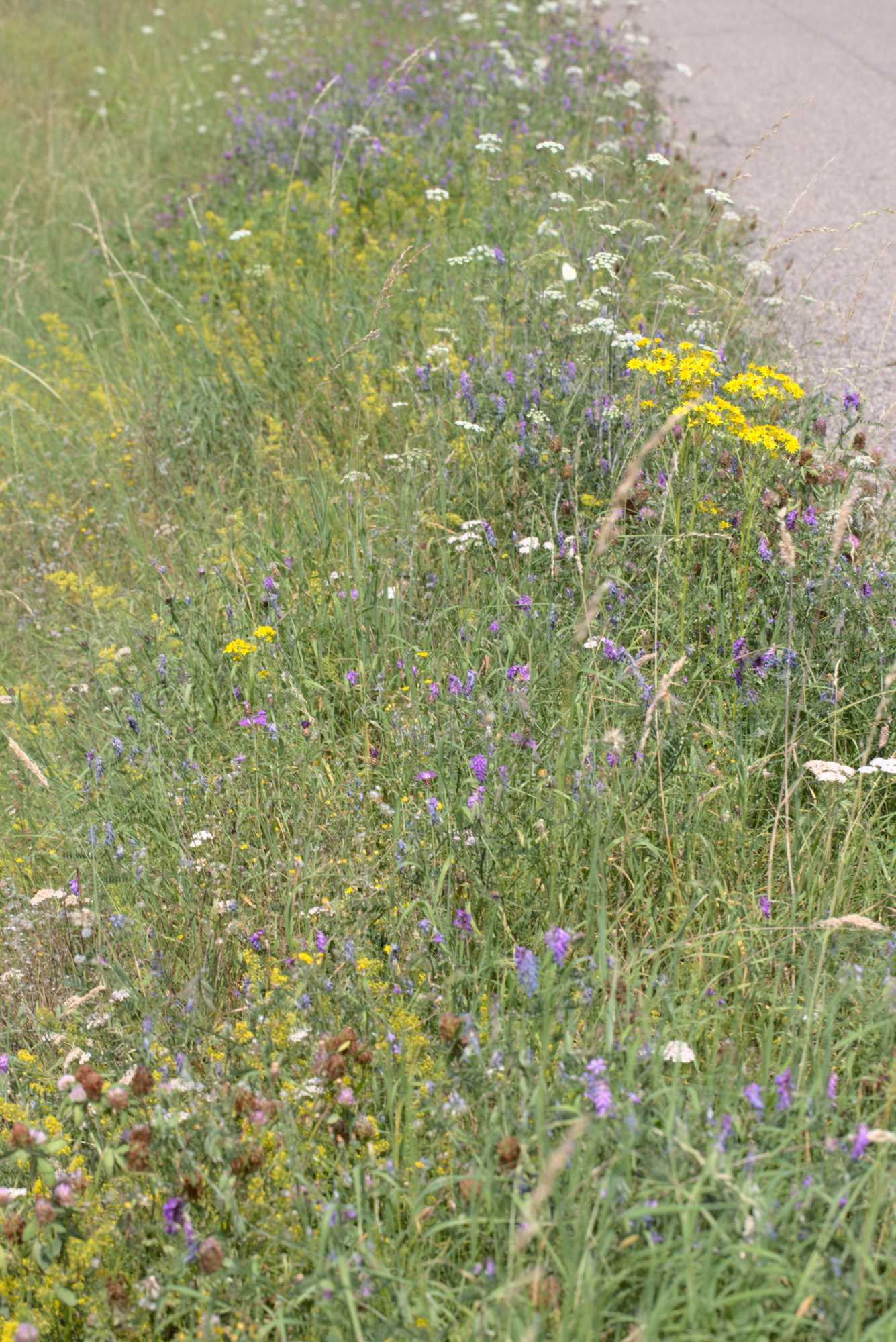 Lokation: Deutschland | Nordrhein-Westfalen | Heinsberg | Wassenberg Kategorien: Wiese, Datum: 01.08.2020