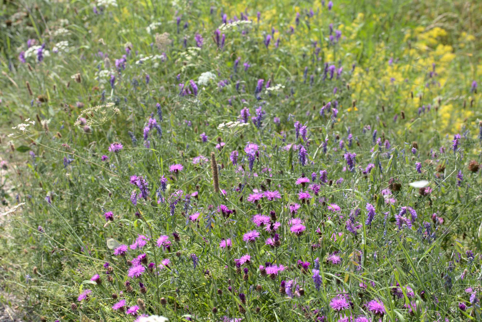 Lokation: Deutschland | Nordrhein-Westfalen | Heinsberg | Wassenberg Kategorien: Wiese, Datum: 01.08.2020