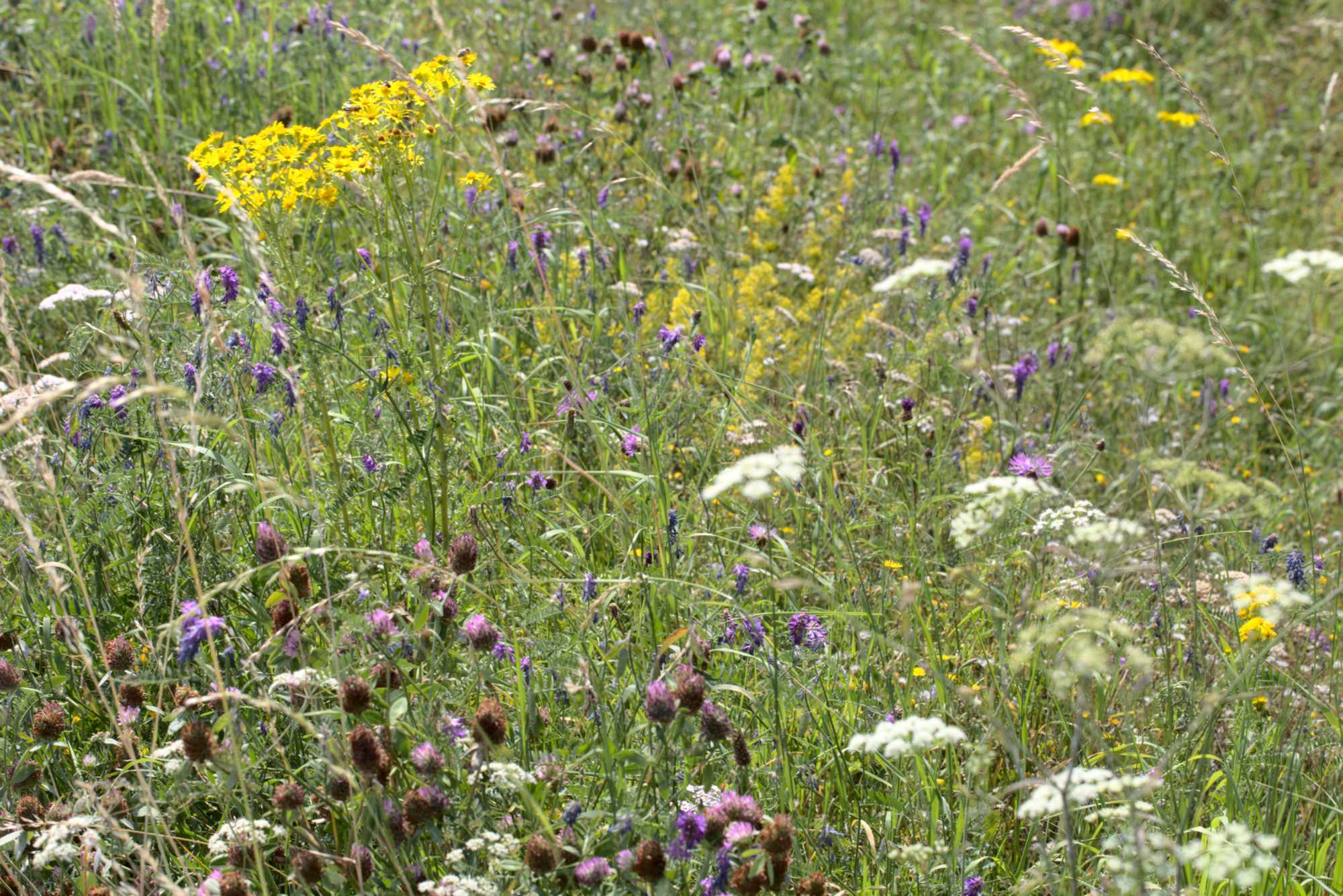 Lokation: Deutschland | Nordrhein-Westfalen | Heinsberg | Wassenberg Kategorien: Wiese, Datum: 01.08.2020