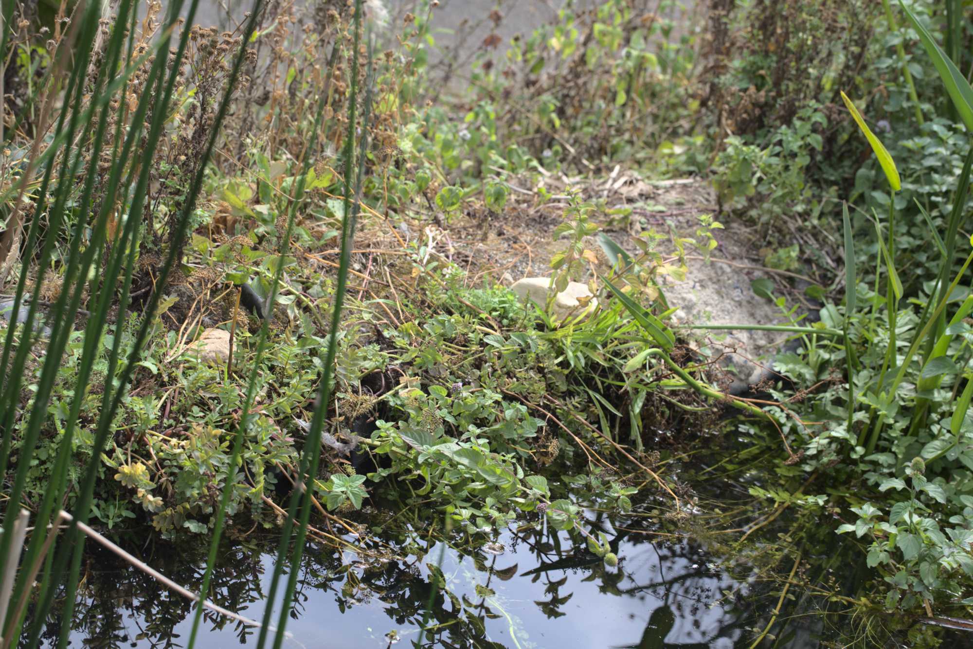 Lokation: Deutschland | Nordrhein-Westfalen | Heinsberg | Wassenberg Kategorien: Teich, Hortus rusticus, Datum: 17.08.2020