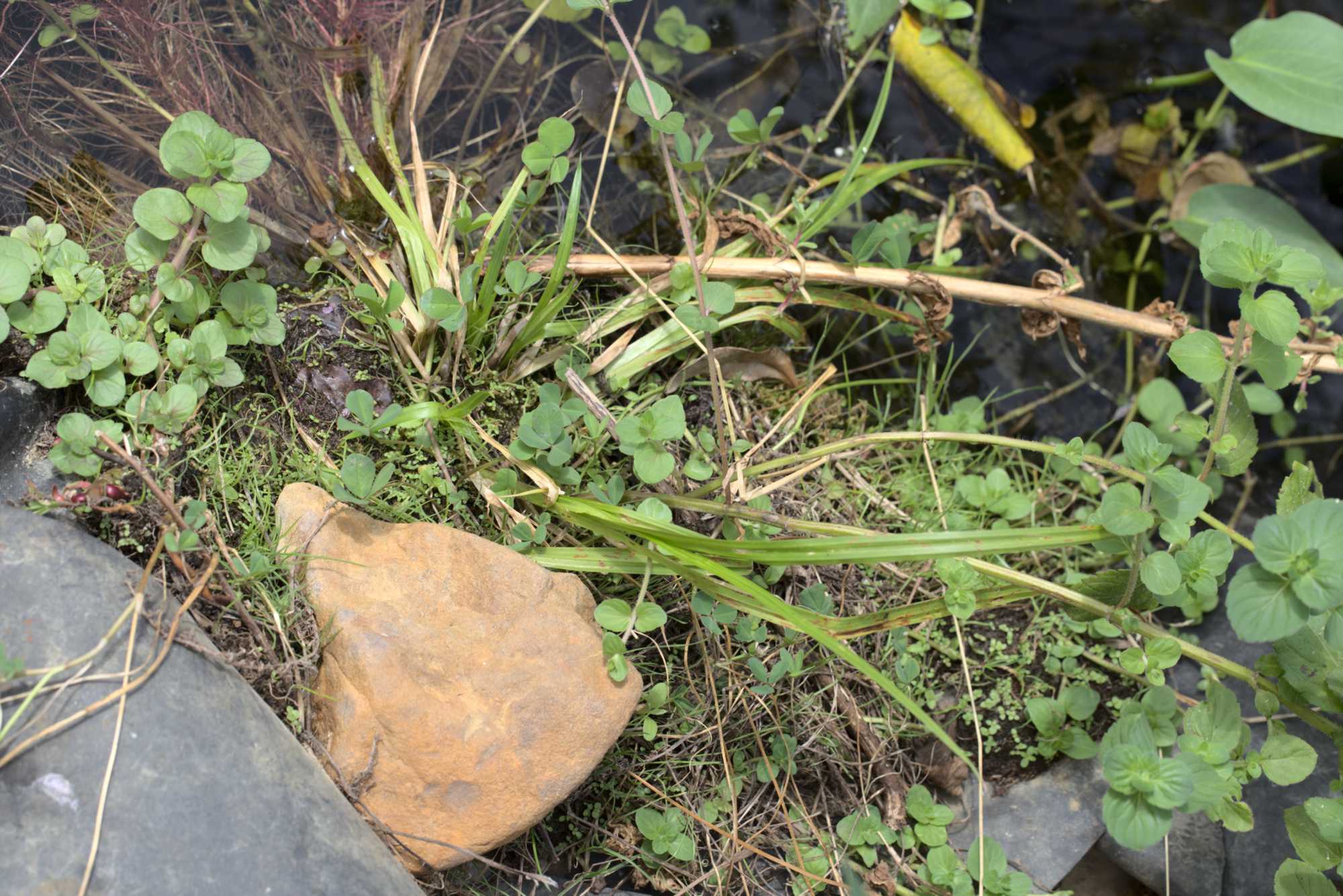 Lokation: Deutschland | Nordrhein-Westfalen | Heinsberg | Wassenberg Kategorien: Teich, Hortus rusticus, Datum: 17.08.2020