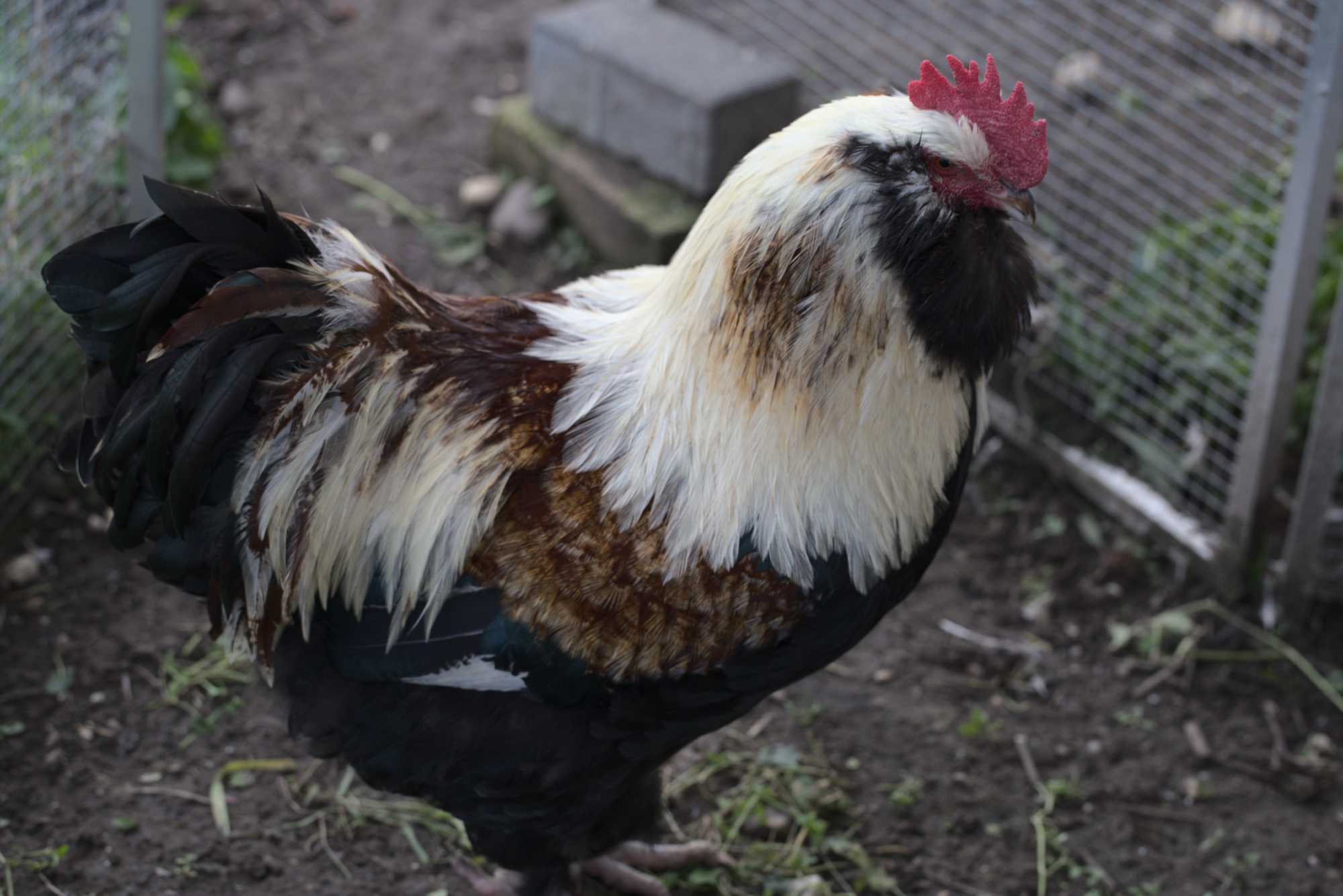 Lokation: Deutschland | Nordrhein-Westfalen | Heinsberg | Wassenberg Kategorien: Hühner, Hortus rusticus, Datum: 13.12.2020